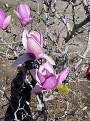 Magnolia liliiflora