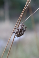 Backobourkia brouni