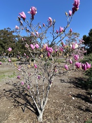 Magnolia liliiflora