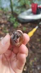 Solaropsis undata