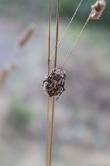 Backobourkia brouni