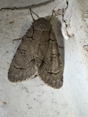 Acronicta radcliffei