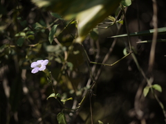 Asystasia gangetica