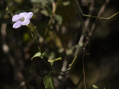 Asystasia gangetica