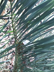 Macrozamia
