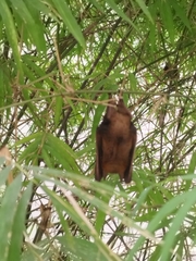 Cynopterus brachyotis