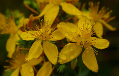 Hypericum perforatum