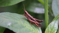 Phlaeoba fumosa