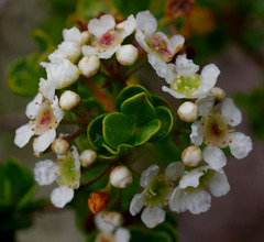 Sannantha tozerensis