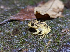 Craugastor megacephalus