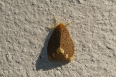 Orvasca subnotata