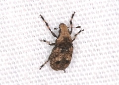Euparius marmoreus