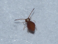 Symphypleona