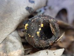 Arachnopeziza aurelia