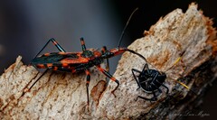 Havinthus rufovarius