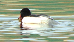 Mergus merganser americanus