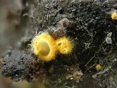 Arachnopeziza aurelia