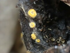 Arachnopeziza aurelia