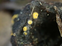 Arachnopeziza aurelia