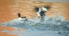 Mergus merganser americanus