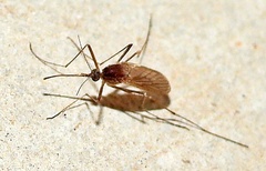 Culiseta inornata