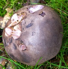 Tylopilus violatinctus