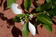 Coelospermum decipiens