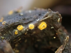 Arachnopeziza aurelia