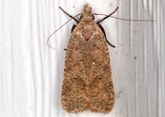 Dichomeris ventrellus