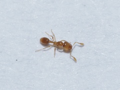 Solenopsis molesta