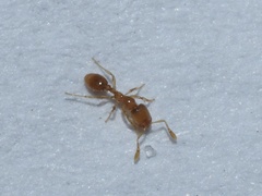 Solenopsis molesta