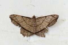 Chiasmia suthepensis