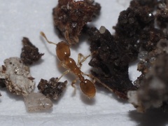 Solenopsis molesta