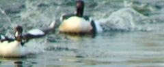 Mergus merganser americanus