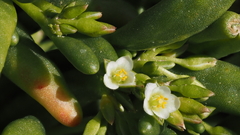 Cistanthe ambigua