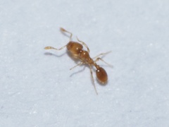 Solenopsis molesta