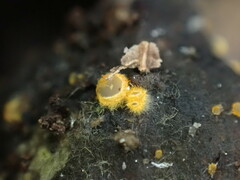 Arachnopeziza aurelia