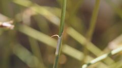 Ephedra trifurca