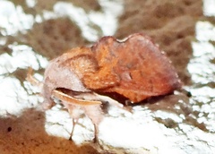 Phyllodesma