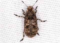 Euparius marmoreus