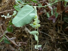 Cocculus hirsutus
