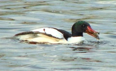 Mergus merganser americanus