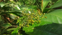 Palicourea violacea