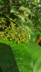 Palicourea violacea