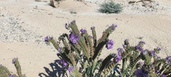 Phacelia crenulata ambigua