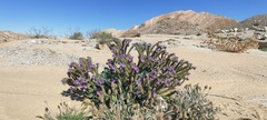 Phacelia crenulata ambigua