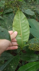 Palicourea violacea