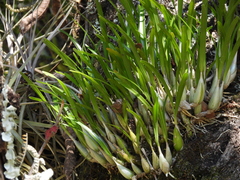 Prosthechea ochracea