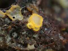 Arachnopeziza aurelia