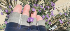 Phacelia crenulata ambigua